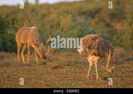 El avestruz (Struthio camelus), llamando con las mujeres, África del Sur, en el Cabo Oriental, el Parque Nacional de Elefantes Addo