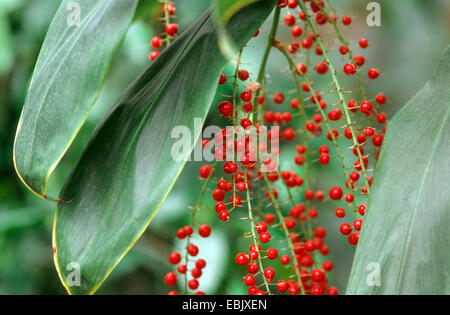 Lily, Plam gigante Pantano Lily (Palm Cordyline modales-suttoniae, Cordyline mannerssuttoniae), con frutas Foto de stock