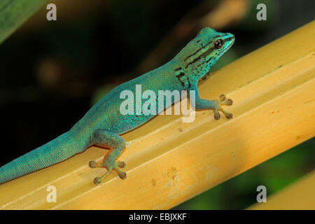 Williams (Lygodactylus williamsi geco enano), sentado en una protección de madera-rail, Tanzania