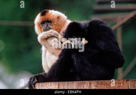 El gibón crestado, negro-crested Gibbon (Hylobates concolor), blanco y negro animal sentados uno al lado del otro en un bloque de madera Foto de stock