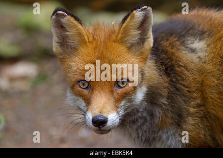 El zorro rojo (Vulpes vulpes), retrato, Alemania