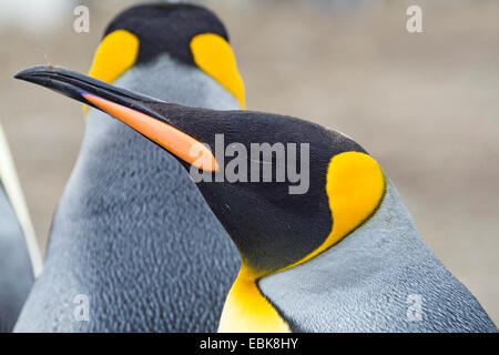 Pingüino Rey (Aptenodytes patagonicus), retrato con los ojos cerrados, Suedgeorgien, Salisbury Plains Foto de stock
