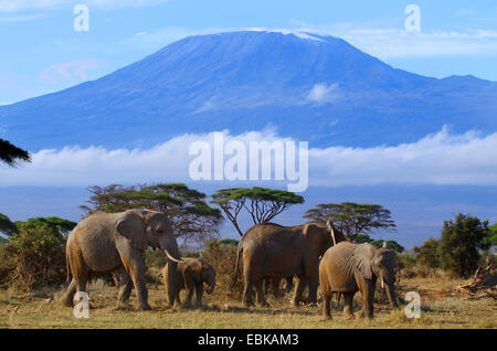 Elefante africano (Loxodonta africana), grupo en frente del monte Kilimanjaro, en Kenia, el Parque Nacional Amboseli Foto de stock