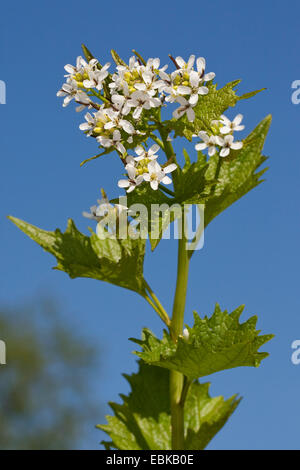 Ajo mostaza, cubrir el ajo, el gato-por-la-Hedge (Alliaria petiolata), floreciendo, Alemania