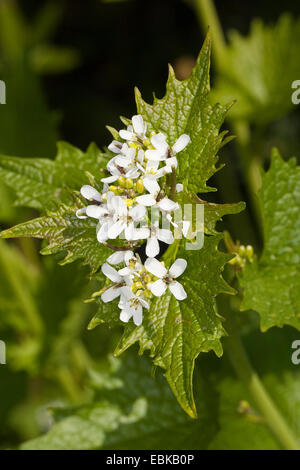 Ajo mostaza, cubrir el ajo, el gato-por-la-Hedge (Alliaria petiolata), floreciendo, Alemania