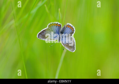 Azul común (Polyommatus icarus), hembra, Alemania