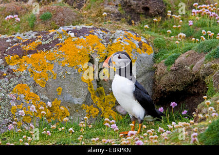Atlantic puffin, frailecillo común (Fratercula arctica), de pie delante de su cueva de cría, Reino Unido, Escocia, Fair Isle, Shetland-Inseln