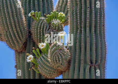 Cacto saguaro (Carnegiea gigantea, Cereus giganteus), floreciendo, EE.UU., Arizona, Sonora