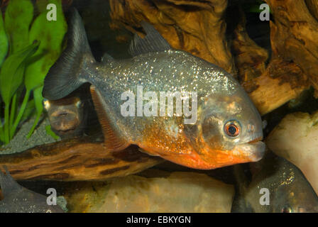 La piraña de cabeza convexa, la piranha Natterer, piraña roja, rojo-curva piraña (Serrasalmus Nattereri, Pygocentrus nattereri, Rooseveltiella nattereri), natación