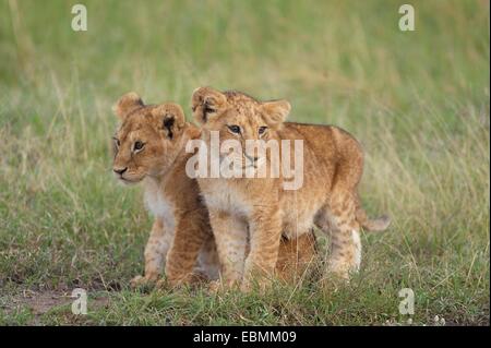 Dos León (Panthera leo) cubs, Massai Mara, Serengeti, provincia del Valle del Rift, Kenia