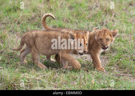 Juguetón León (Panthera leo) cubs, Massai Mara, Serengeti, provincia del Valle del Rift, Kenia