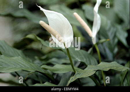 Blandum Spathiphyllum (Spathiphyllum), floreciendo