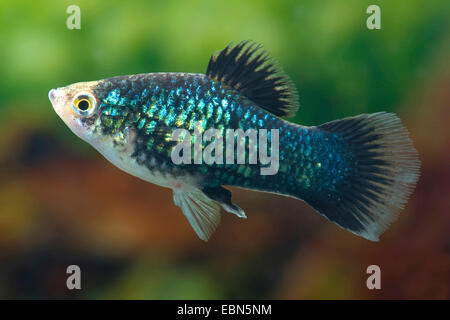 Platyfish meridional (Xiphophorus maculatus), masculino, raza negra Foto de stock