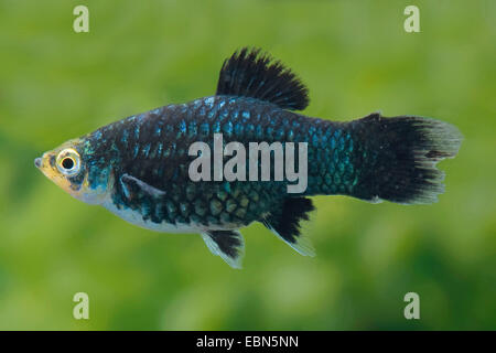 Platyfish meridional (Xiphophorus maculatus), del sexo femenino, raza negra Foto de stock