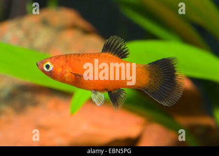 Platyfish meridional, Maculate aplanados (Xiphophorus maculatus), raza Foto de stock