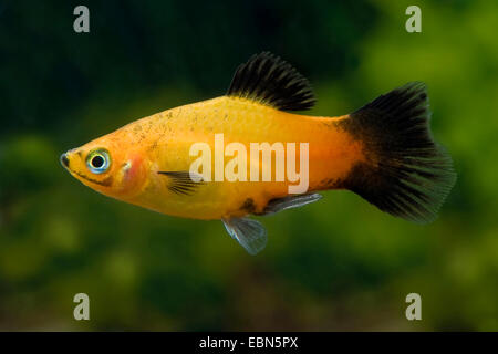 Platyfish meridional (Xiphophorus maculatus), Deutschlandplaty Foto de stock