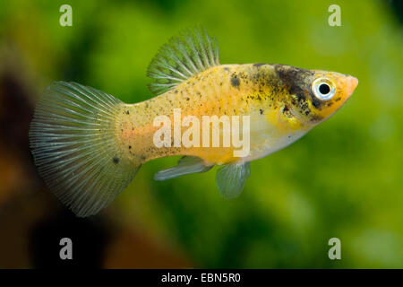 Platyfish meridional (Xiphophorus maculatus), raza Bumble Bee Foto de stock