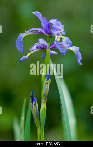 El iris es una flor salvaje con flores azules Fotografía de stock - Alamy