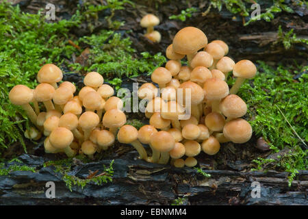 Mechón (Hypholoma fasciculare azufre), muchos órganos de fructificación en árbol musgosas snag, Alemania Foto de stock
