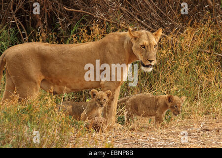 León (Panthera leo), León con dos cachorros de león, Kenya, Reserva Nacional de Samburu