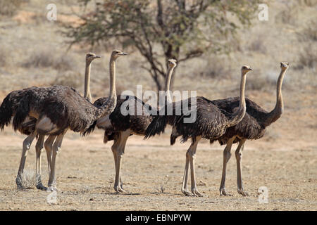 Sur de avestruz (Struthio camelus australis, Struthio australis), un grupo de mujeres se encuentra en la llanura, Sur África, Parque Nacional Transfronterizo Kgalagadi Foto de stock