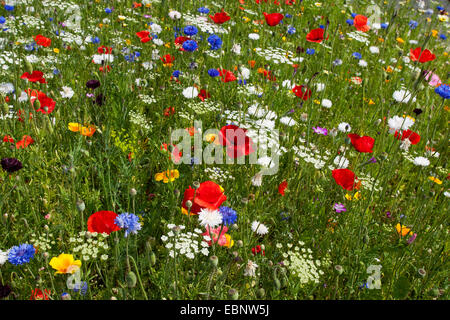 Colorida flor meadow con amapola y acianos, Alemania Foto de stock