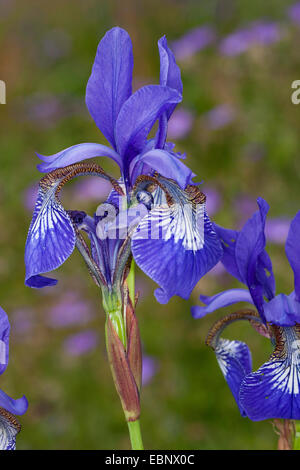 Iris siberianos, bandera de Siberia (Iris sibirica), flor, Alemania Foto de stock