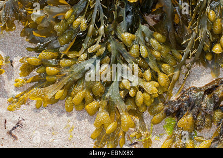 Espiral asolando, plana asolando, Jelly bolsas, asolando las espirales (Fucus spiralis), lavan asolando en la playa, Alemania Foto de stock