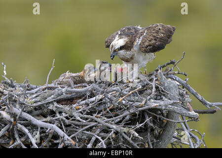 El águila pescadora (Pandion haliaetus halcón de pescado), hembra en el nido, alimentar a sus polluelos con pescado, Finlandia Foto de stock