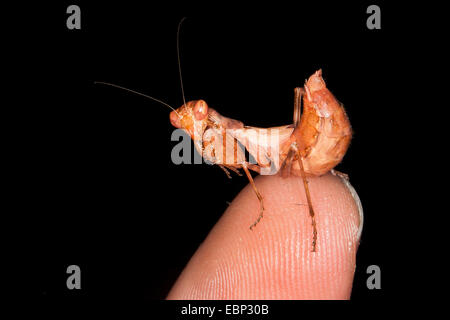 Unión enano (Mantis Ameles spallanzania), hembra de derechos dedo Foto de stock