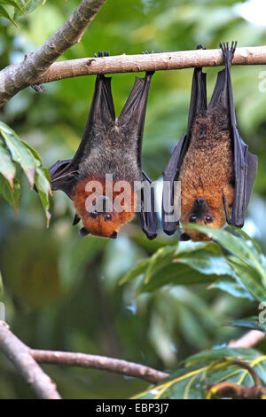 Seychelles flying fox, Seychelles fruit bat (Pteropus seychellensis), par colgando de un árbol, Seychelles, Mahe