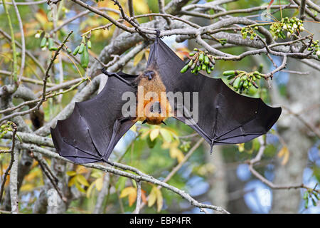 Seychelles flying fox, Seychelles fruit bat (Pteropus seychellensis), colgando con las alas abiertas desbocado en un árbol, Seychelles, Mahe