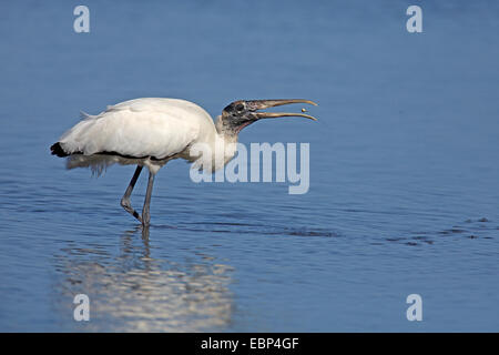 American wood ibis (Mycteria americana), alimentación, EEUU, Florida, Sanibel Island Foto de stock