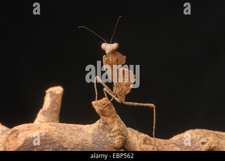 Hoja muerta gigante de Malasia, Mantis hoja muerta (Mantis Deroplatys desiccata), en una rama Foto de stock
