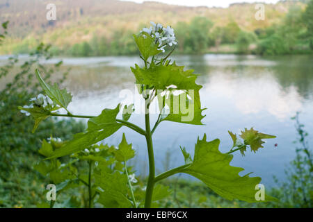 Alliaria petiolata ajo (mostaza), floreciendo en una orilla, Alemania Baden-Wurtemberg, Valle del Neckar