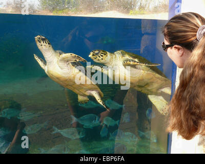 Tortuga boba, la tortuga caguama (Caretta caretta), una mujer mirando dos animales nadando en el panel de un acuario al aire libre, España Foto de stock