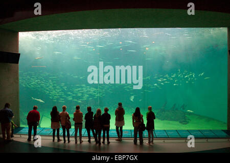Visitantes que buscan enorme Fish Tank Foto de stock