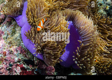 Falso anemonefish payaso (Amphiprion ocellaris), Sebayur Island, Parque Nacional Isla de Komodo, Indonesia, Sudeste Asiático, Asia Foto de stock
