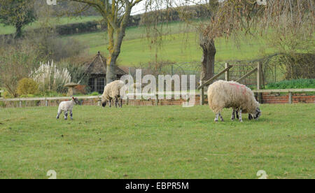 Las ovejas y corderos que pastan en un campo de granja Cutlers, cerca de Stratford upon Avon, Warwickshire, Inglaterra, Reino Unido.