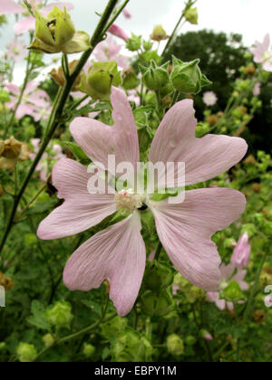 Mallow (Lavatera thuringiaca gay), flor, Alemania Foto de stock