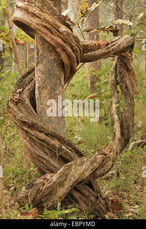 Liana en el tronco de un árbol en el bosque tropical del Parque Nacional de Chitwan, Nepal Terai, el Parque Nacional de Chitwan Foto de stock