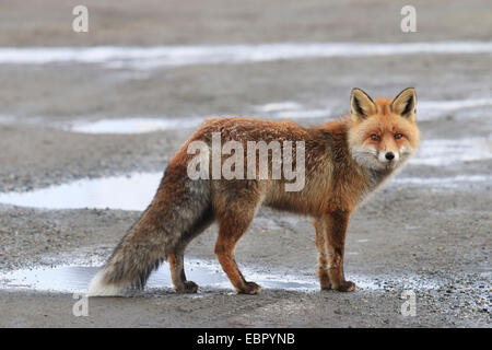 El zorro rojo (Vulpes vulpes), parado en una ruta, Italia Foto de stock