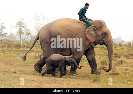 El elefante asiático, el elefante asiático (Elephas maximus), mahout montando un elefante con bebé, Nepal Terai, el Parque Nacional de Chitwan Foto de stock
