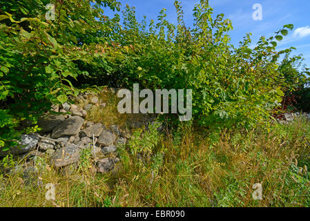 Montón cubierto de piedras como biotop para reptiles, Suecia SmÕland Foto de stock