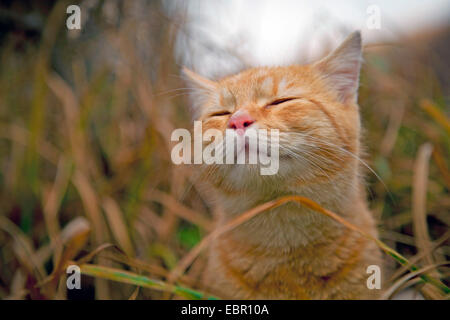Gato doméstico, los gatos domésticos (Felis silvestris catus) f., retrato con los ojos cerrados, Alemania