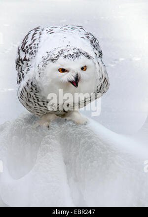 Snowy Owl (Strix, Nyctea scandiaca scandiaca, Bubo scandiacus), sentada en la nieve