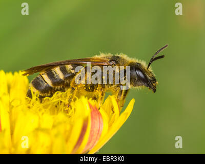 El sudor (abeja Halictus scabiosae), hembra cazando crepis, Alemania Foto de stock