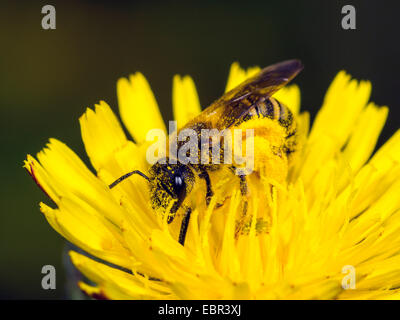 El sudor (abeja Halictus scabiosae), hembra cazando crepis, Alemania Foto de stock