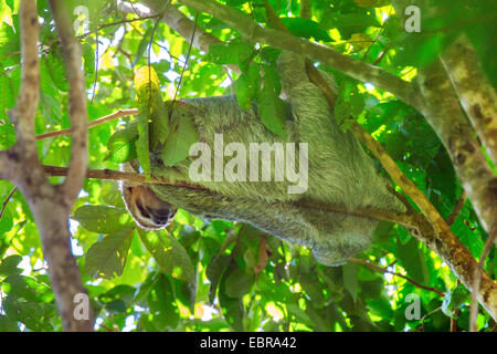 Linnaeus' dos dedos cada sloth (Choloepus didactylus), colgando en una rama de un árbol corona y descansando, Costa Rica