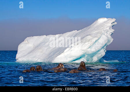 La morsa (Odobenus rosmarus), morsas en el Océano Ártico con iceberg, Noruega, Svalbard Foto de stock